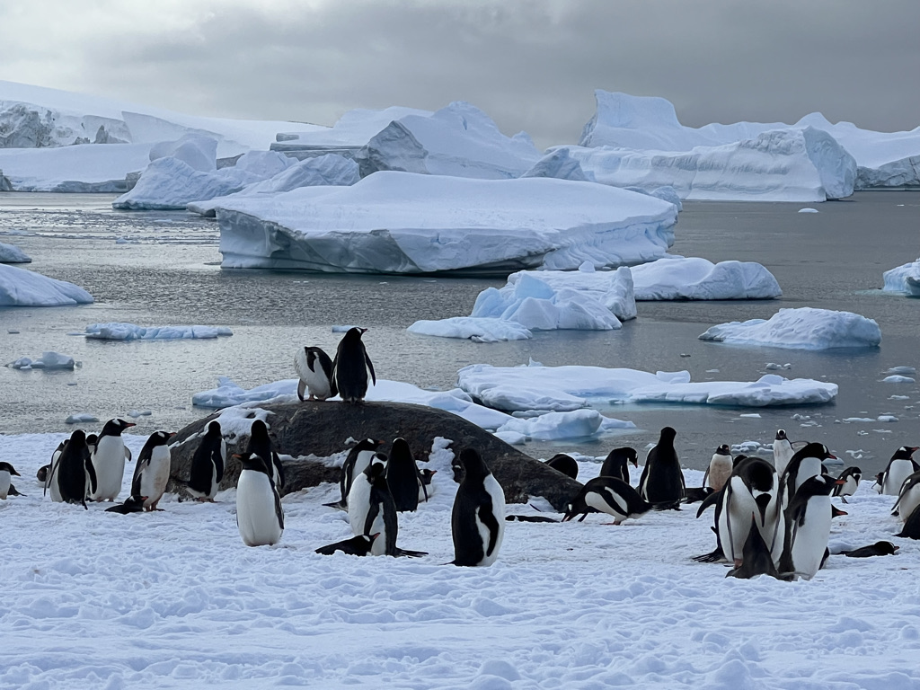 Numerous gentoo penguins are standing in the snow. Two penguins are standing on a boulder. The ocean and chunks of ice are visible in the background of this photo.