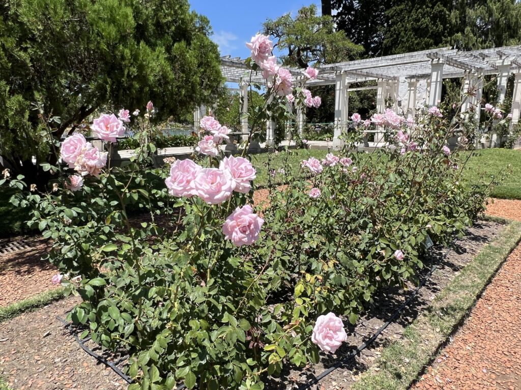 A rose bush filled with pink roses. Some white gazebos are shown in the background.